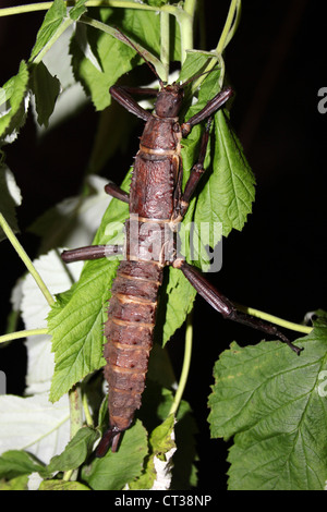 Giant Spiny Stick Insect - Eurycantha calcarata Stock Photo