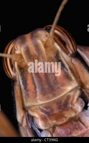 Desert Locust (Schistocerca gregaria) head Stock Photo