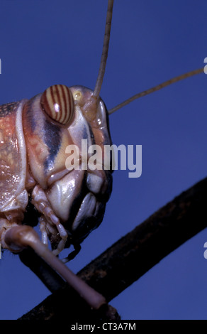 Desert Locust (Schistocerca gregaria) on stem. Stock Photo