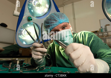 Three forceps and a scalpel in the gloved hands of a surgeon. Stock Photo