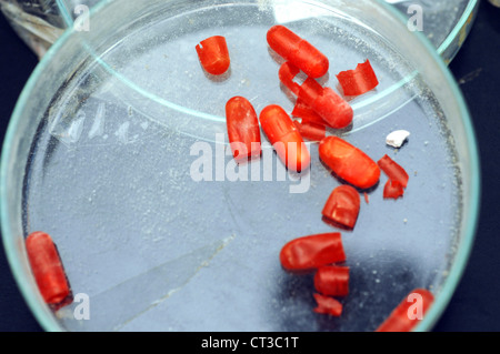 Emptied cocaine capsules. Stock Photo