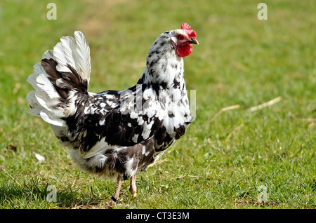 Black and white hen (Gallus) standing on grass and viewed of profile Stock Photo