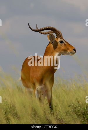 Male Uganda Kob (Kobus kob thomasi), Murchison Falls National Park, Uganda Stock Photo