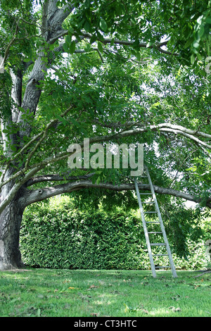 Ladder leaning on tree branch Stock Photo