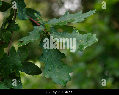 English Oak leaves, Quercus robur, UK Stock Photo