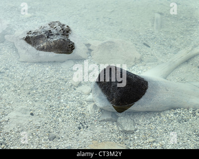 Debris sitting in shallow pool Stock Photo