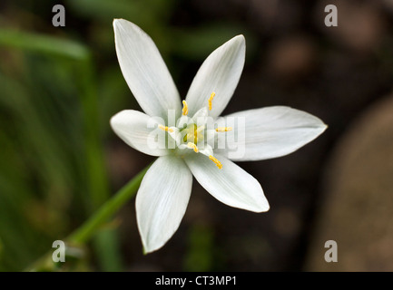 Ornithogalum umbellatum also called Star-of-Bethlehem, Grass Lily, Nap-at-Noon, Eleven-o'clock Lady  in closeup Stock Photo