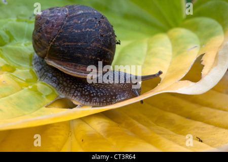 Common garden snail (Cornu aspersum), on variegated hosta leaves (landscape) Stock Photo