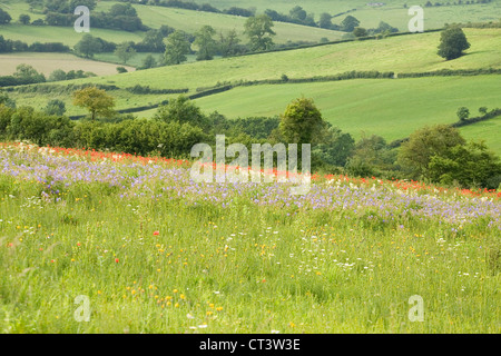 A wildflower meadow in the Cotswolds Stock Photo