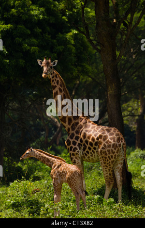 Rothschild's Giraffe (Giraffa camelopardalis rothschildi) with young, Murchison Falls National Park, Uganda Stock Photo