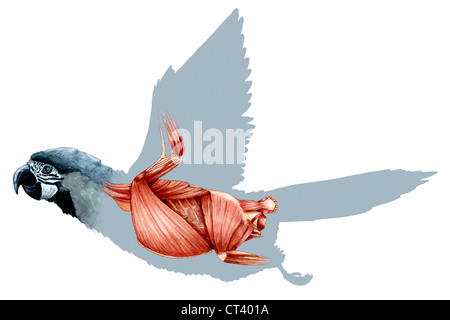 PARROT ANATOMY, DRAWING Stock Photo: 49260320 - Alamy
