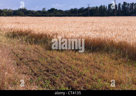 Barley (Hordeum vulgare). An area of crop along field edge previously grazed and degraded by Rabbits (Oryctolagus cuniculus). Stock Photo