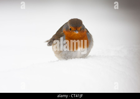 Robin in snow front view Stock Photo