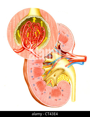 Kidney glomerulus, drawing Stock Photo