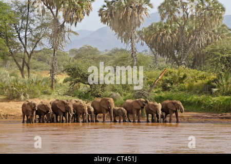 Herd of elephants drinking at Ewaso (Uaso) Nyiro river, Samburu, Kenya