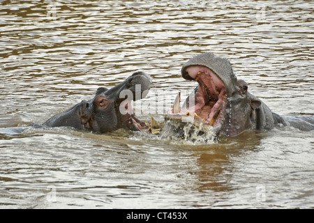 Hippos play-fighting in Mara River, Masai Mara, Kenya Stock Photo