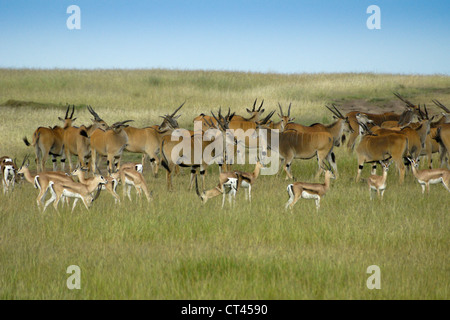 Herd of common eland and Grant's gazelles, Masai Mara, Kenya Stock Photo