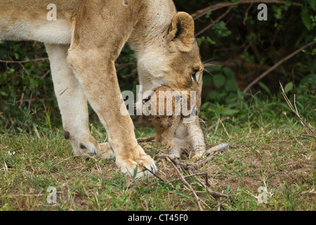African, Kenya, Maasai Mara Game Reserve, African Lion, Panthera leo, lioness carrying cub