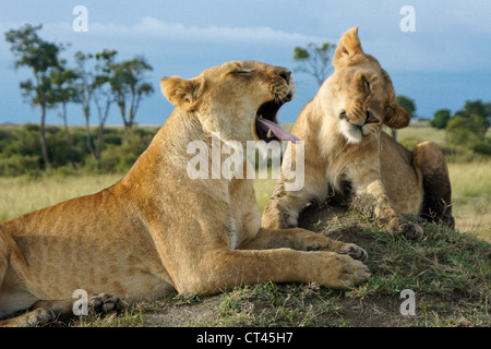 Yawning lioness blasts sibling, Masai Mara, Kenya Stock Photo