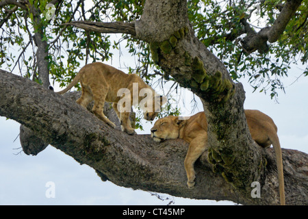 Lioness (Tamu or Nyota) and cub (Moja) resting in tree, Masai Mara, Kenya Stock Photo