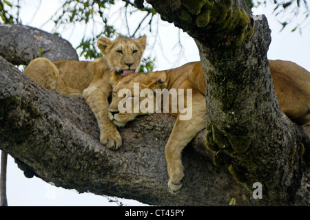 Lioness (Tamu or Nyota) and cub (Moja) resting in tree, Masai Mara, Kenya Stock Photo