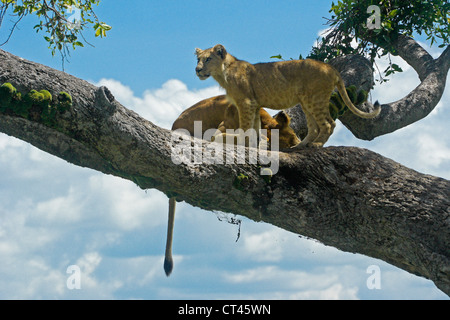 Lioness (Tamu or Nyota) and cub (Moja) resting in tree, Masai Mara, Kenya Stock Photo