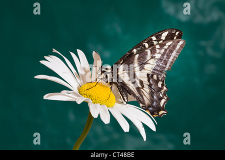 A black swallowtail butterfly about to land on a white daisy Stock Photo