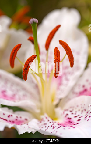 Lilly garden flower Amlwch Anglesey North Wales Uk. Stock Photo