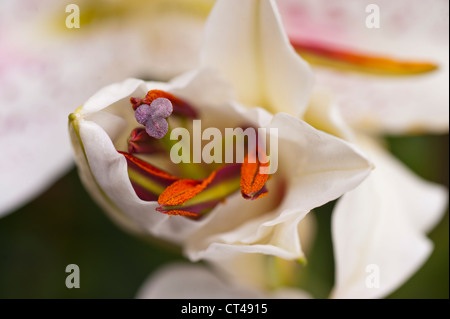 Lilly garden flower Amlwch Anglesey North Wales Uk. Stock Photo