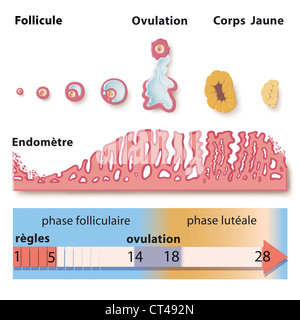 MENSTRUAL CYCLE, DRAWING Stock Photo