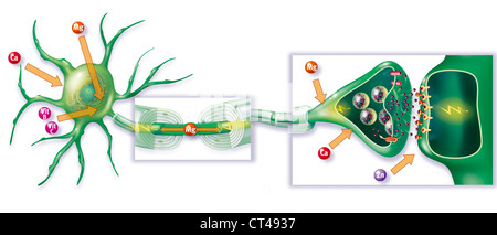 NERVE IMPULSE, DRAWING Stock Photo