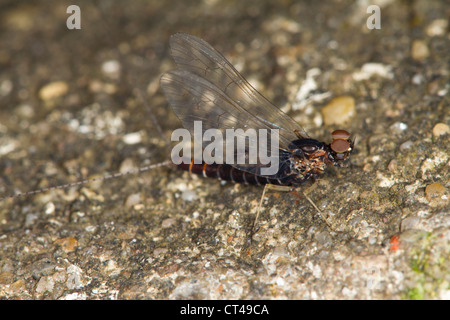Mayfly (Centroptilum luteolum) resting on a stone Stock Photo