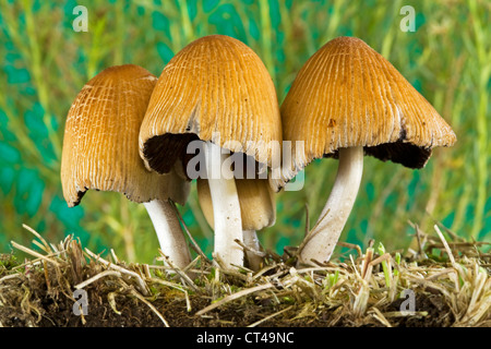 Common lawn mushrooms found in the Pacific Northwest Stock Photo