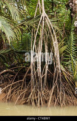 Indonesia, Banten, Java, Ujung Kulon. Close-up of a mangrove in Ujung Kulon National Park. Stock Photo