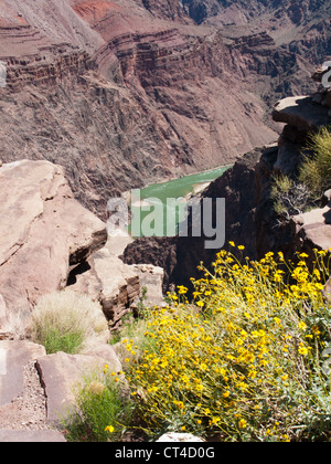 View from Plateau Point of the Colorado River flowing through the Grand Canyon Stock Photo