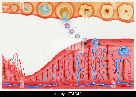 Proliferative phase hi-res stock photography and images - Alamy