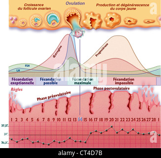 MENSTRUAL CYCLE, DRAWING Stock Photo