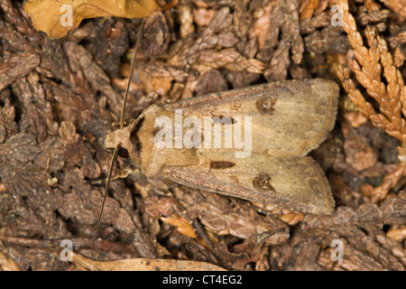 Heart and Dart (Agrotis exclamationis) moth resting in leaf litter Stock Photo