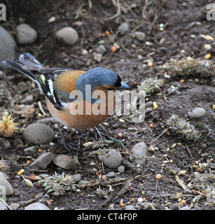 Male Chaffinch ( Fringilla coelebs ) in summer plummage feeding on the ground, UK Stock Photo