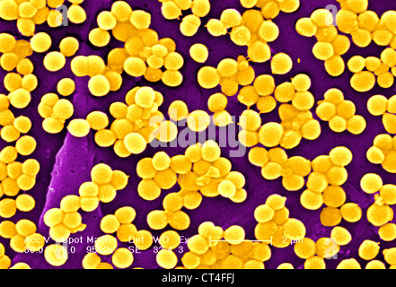 staphylococcus Stock Photo - Alamy