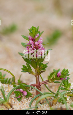 Trailing Azalea (Loiseleuria procumbens) on a sandy beach Stock Photo