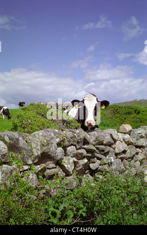 A Holstein Fresian Cow Curiously Looking over a Dry Stone Wall, Colvend Coast, Dumfries and Galloway, Scotland, UK Stock Photo