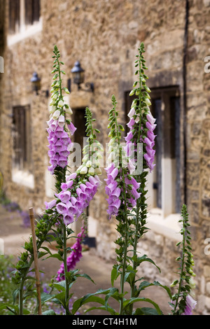 Digitalis purpurea growing in front of  Meadow Cottage , Oxford. Stock Photo