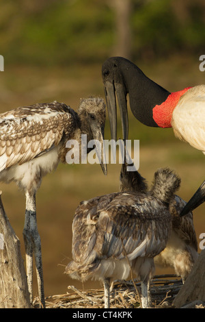 South America, Brazil, Pantanal, Mato Grosso, Jabiru Stork, Jabiru mycteria, at nest with chicks, Stock Photo