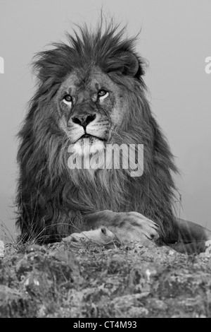 North America, USA, Montana, Bozeman, African Lion, Panthera leo, Barbary Lion subspecies extinct in the wild. Stock Photo