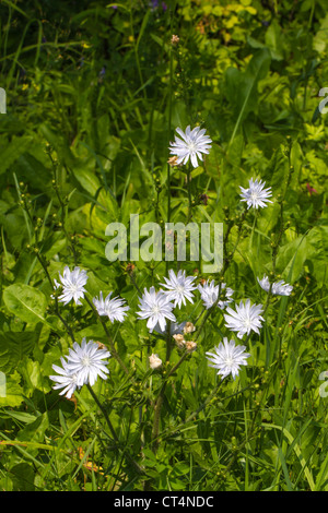 12  flower of the rare, seldom white version of the wild flower Cichorium intybus (Common chicory, weisse Wegwarte) vertical Stock Photo