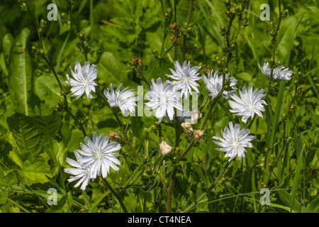 10 flower of the rare, seldom white version of the wild flower Cichorium intybus (Common chicory, weisse Wegwarte) horizontal Stock Photo