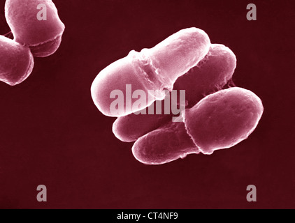 Malassezia Fungus, SEM Stock Photo - Alamy