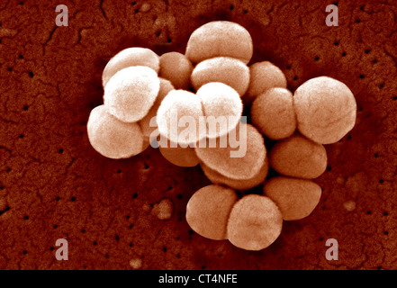 MICROCOCCUS LUTEUS Stock Photo