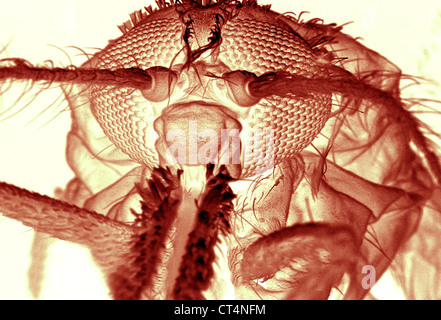 ANOPHELES GAMBIAE, SEM Stock Photo